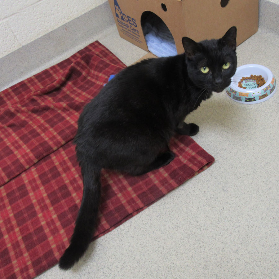Indian River County Pet of the Week - Week of May 7, 2021